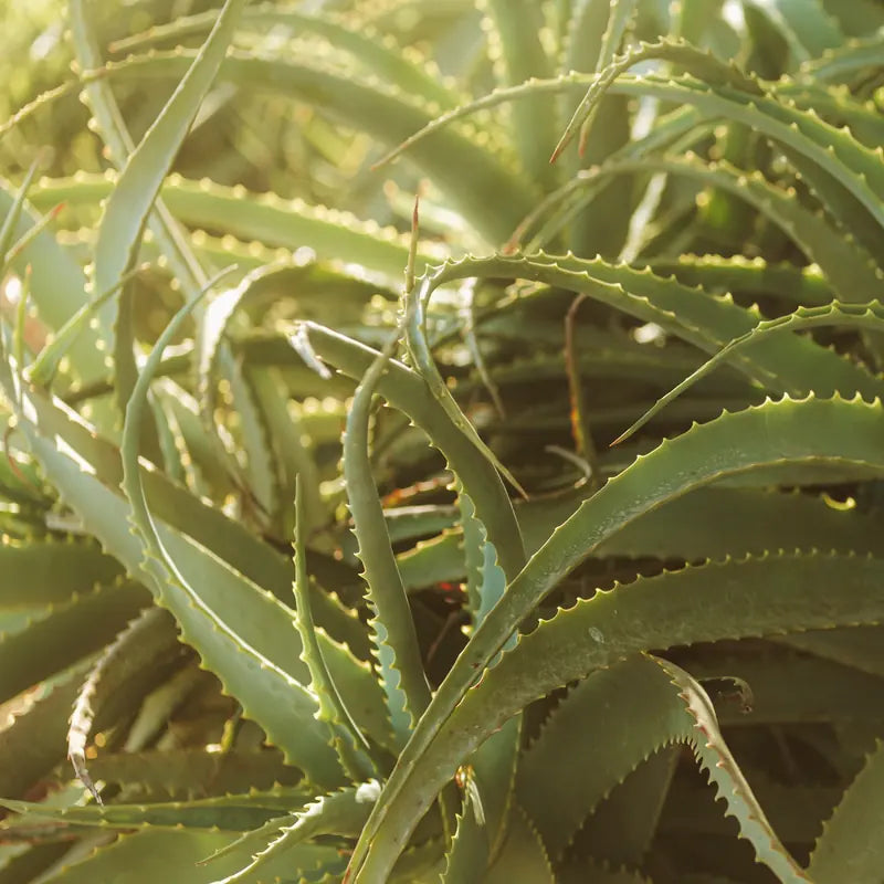 Aloe Vera Pflege | Topf, Gieen und Pflanze richtig pflegen  MO BLUMEN