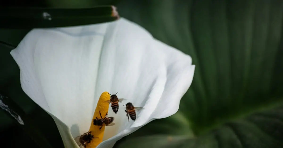 Calla Pflege: Elegante Blten richtig pflegen  MO BLUMEN