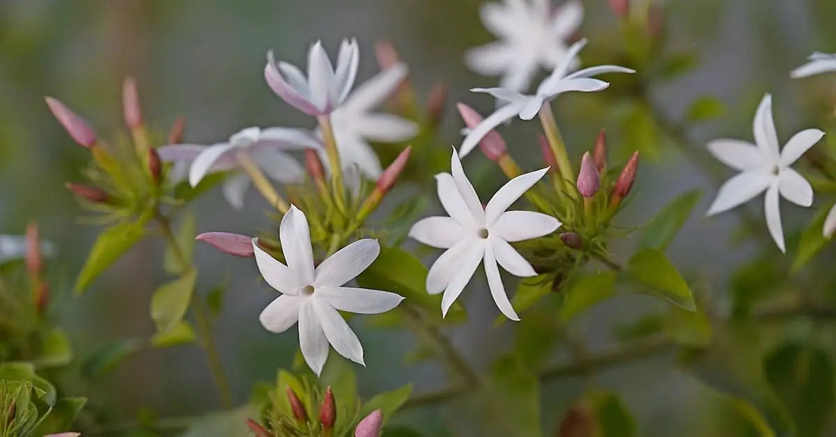 Jasmin Pflege  Standort, Schneiden & berwintern  Wien  MO BLUMEN