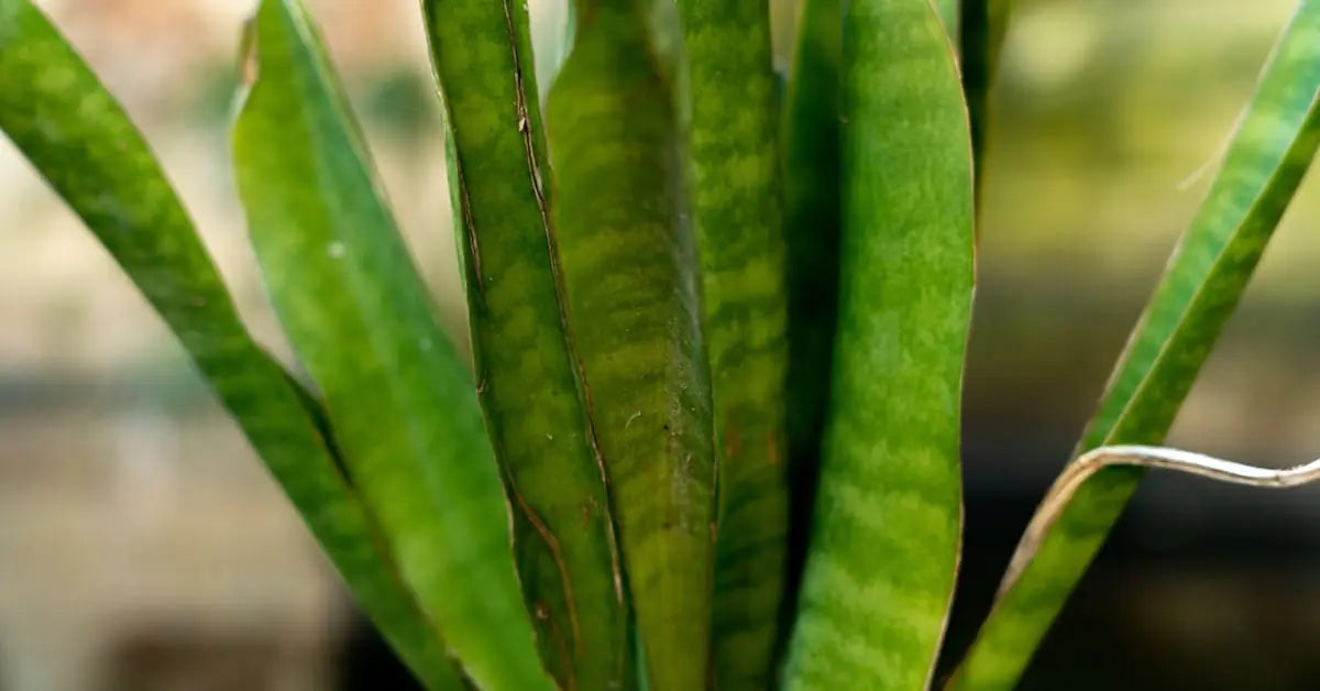 Snake Plant Care: How to Water Sansevieria Properly  MO BLUMEN