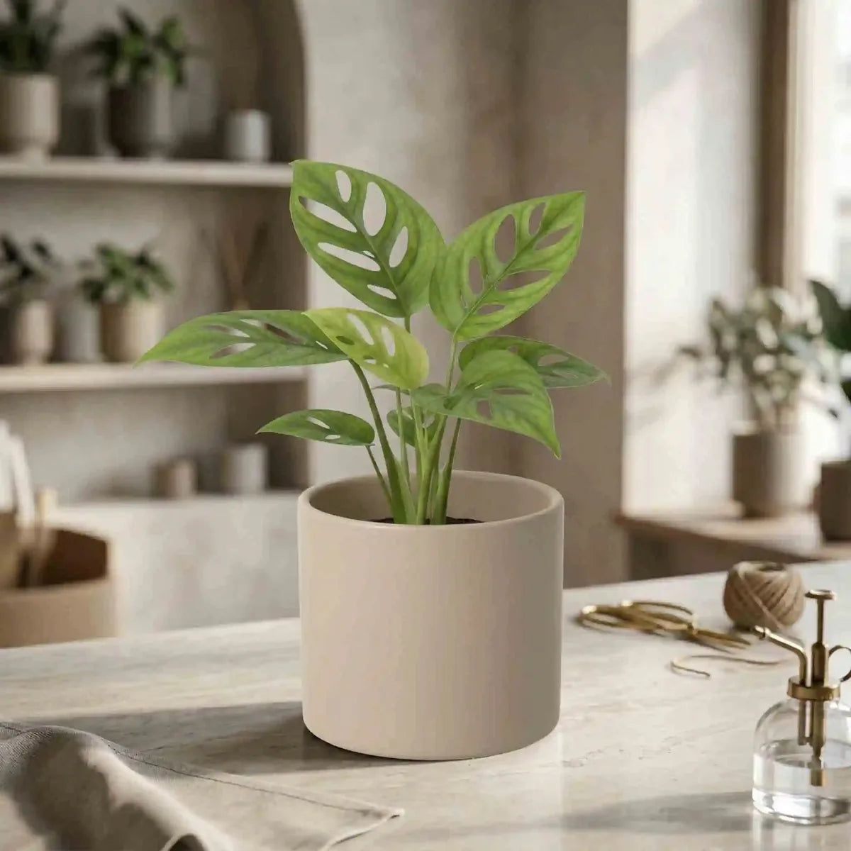 Monstera adansonii  Fensterblatt Zimmerpflanze | MO BLUMEN
