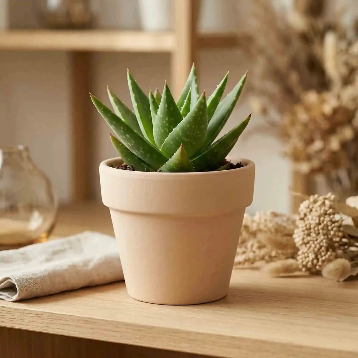 Aloe Vera – Echte Heilpflanze im Topf bestellen