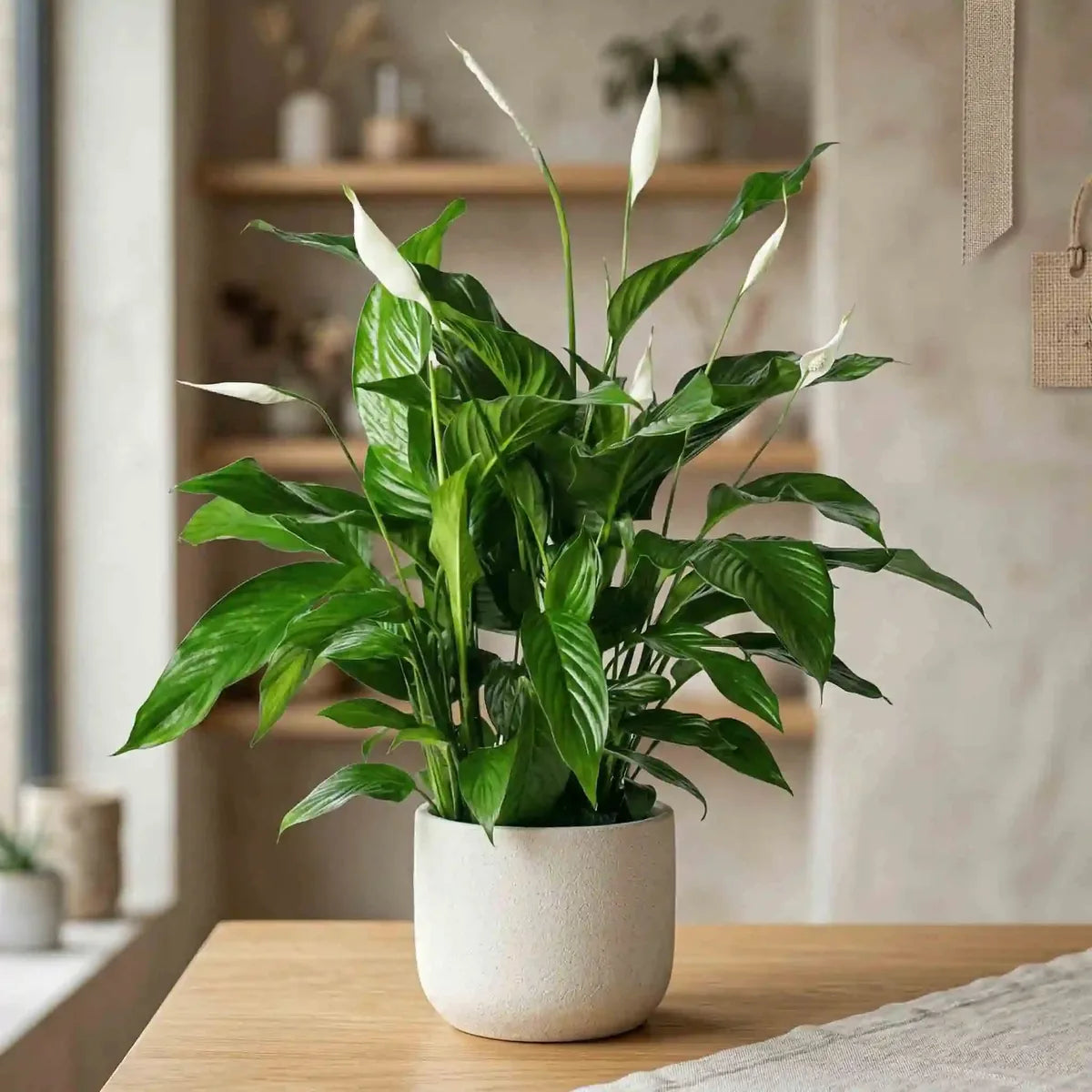 Ficus – Pflegeleichte Zimmerpflanze online kaufen