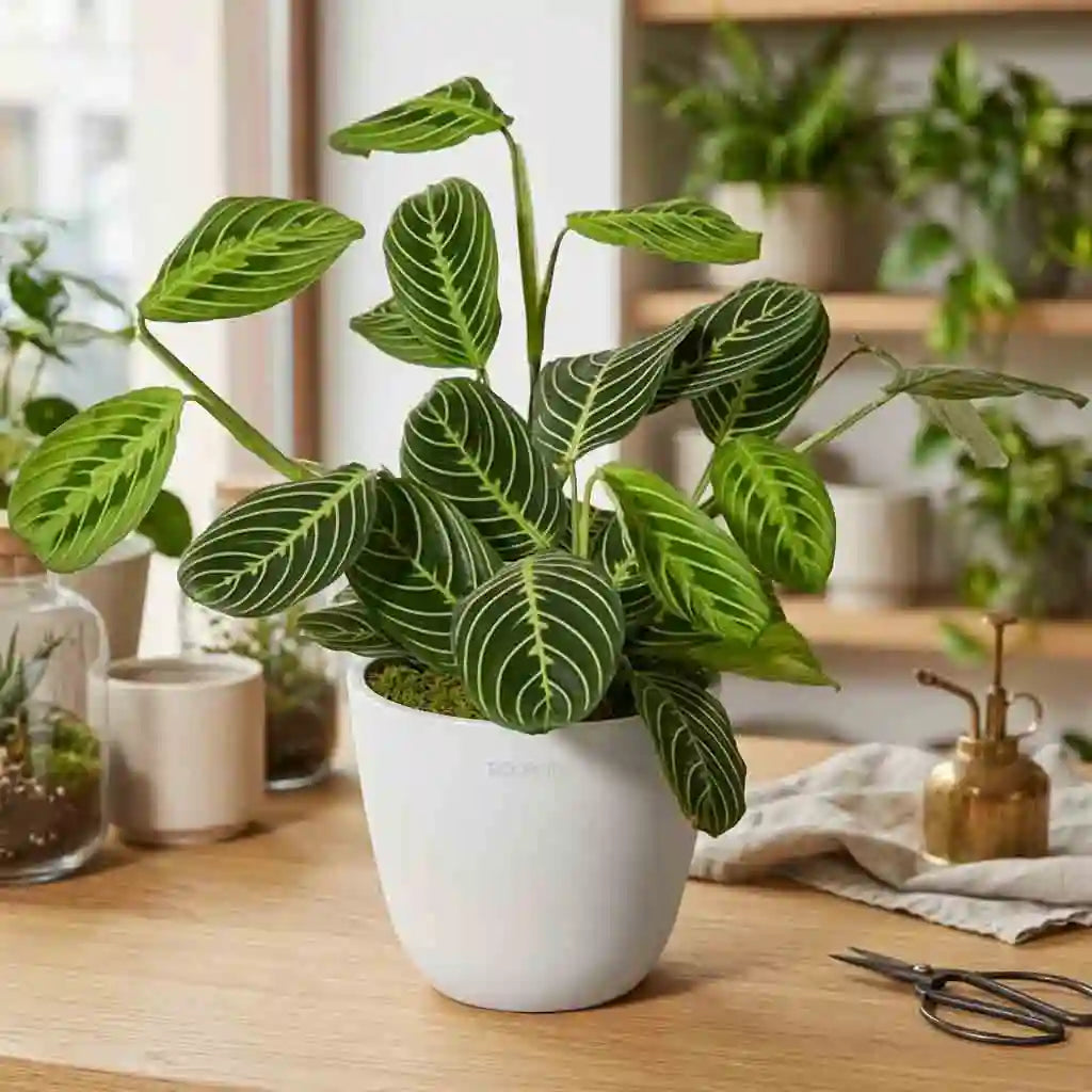 Grünes Wunder – Natürlichen Strauß bestellen – MO BLUMEN