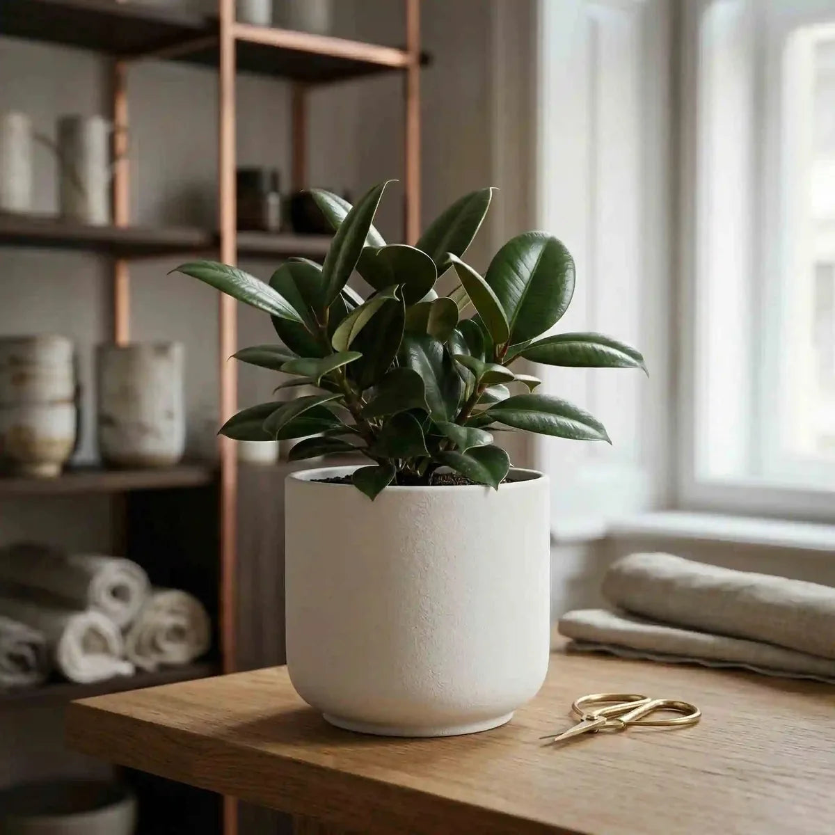 Single Rubber Plant