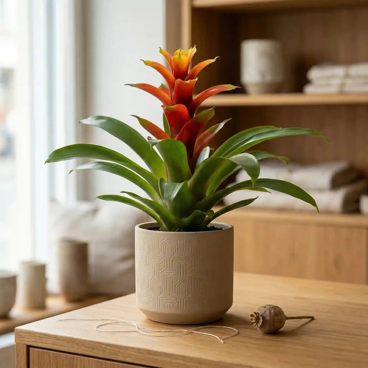 Guzmania Bromilie online kaufen