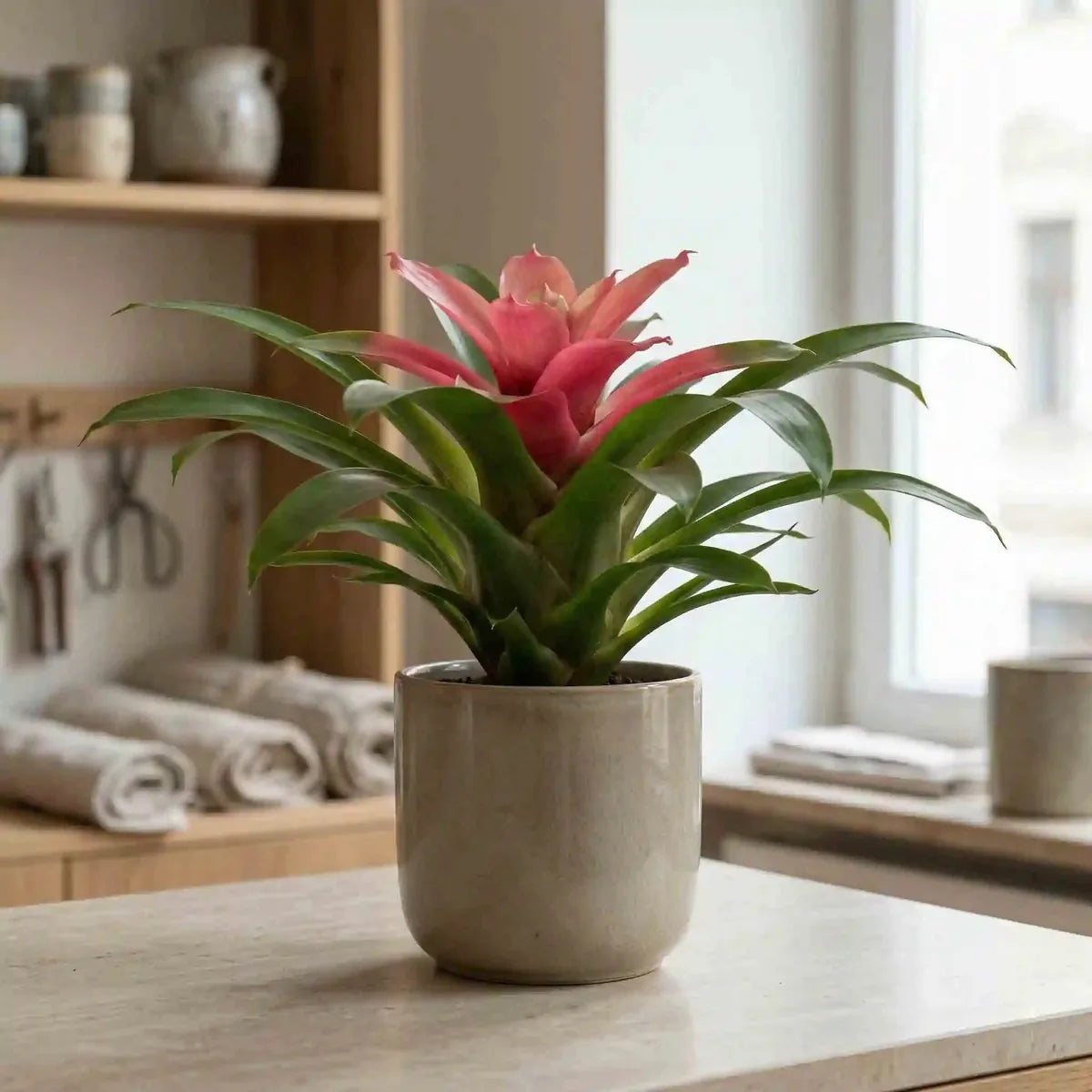 guzmania indoor plant Order Pink Guzmania – Pink Bromeliad for Vienna – MO BLUMEN