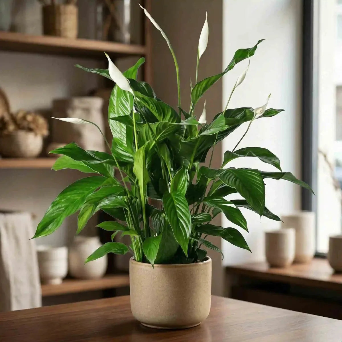 buy peace lily Buy a Large Peace Lily – Spathiphyllum for Vienna – MO BLUMEN