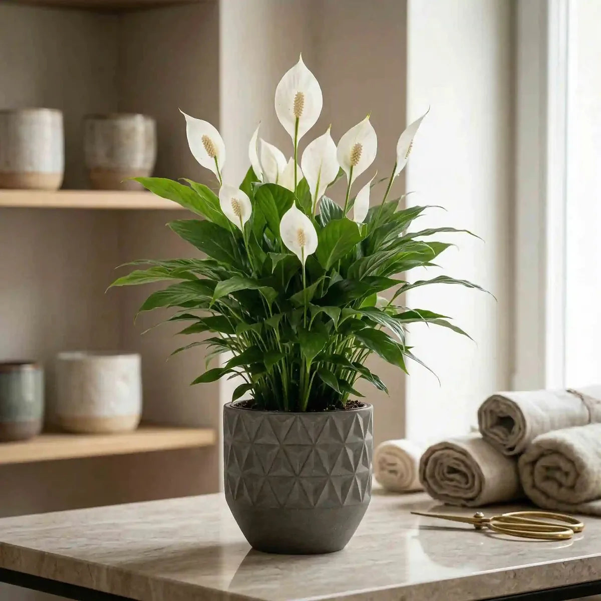 peace lily to buy Spathiphyllum