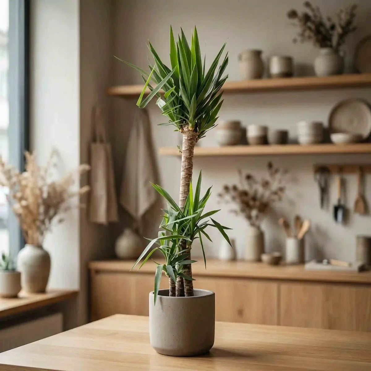 where can you buy yucca Yucca Palm Lily