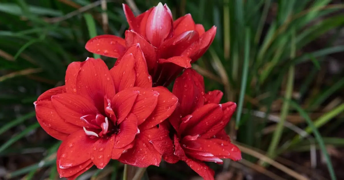Amaryllis Pflege – Gießen, Blüte, Wachs-Amaryllis & Jahreszyklus