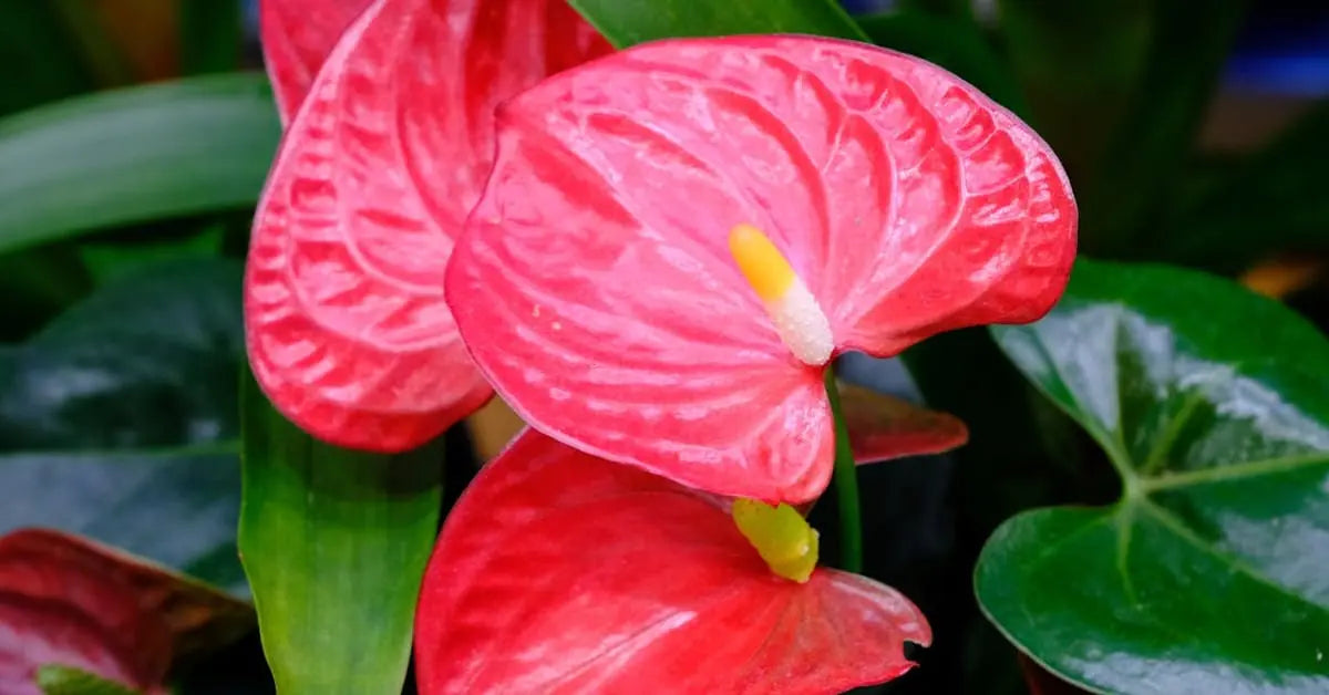 Anthurienpflege – Gießen, Standort, Blüte & Vermehrung | MoBlumen Wien