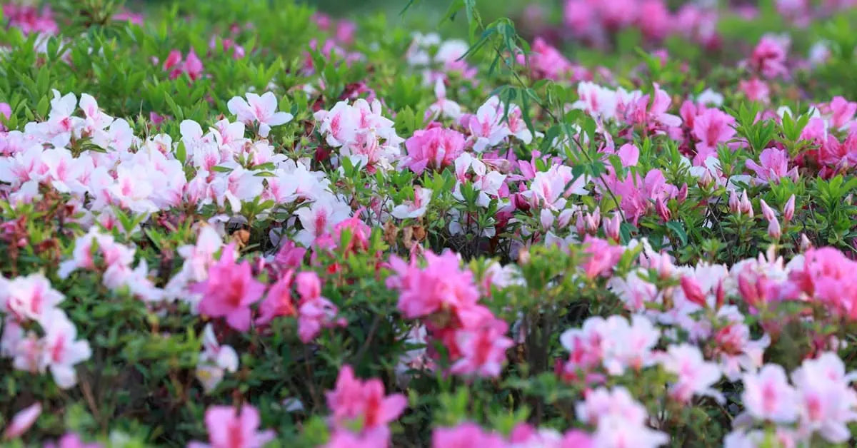 Azaleenpflege – Gießen, Standort, Blüte & Überwinterung | MoBlumen Wien