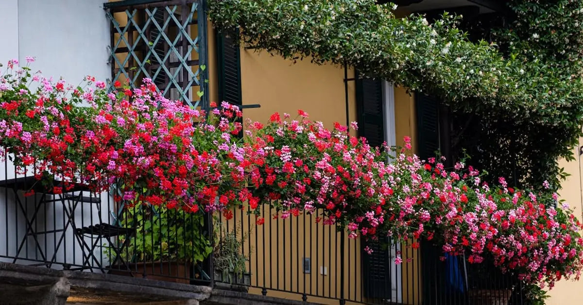 Balkonblumen – Die besten Blumen für den Wiener Balkon | MoBlumen Wien