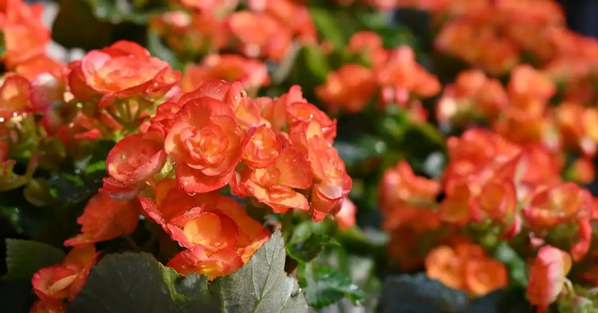 Pflanzen für dunkle Räume – Welche wirklich wenig Licht brauchen