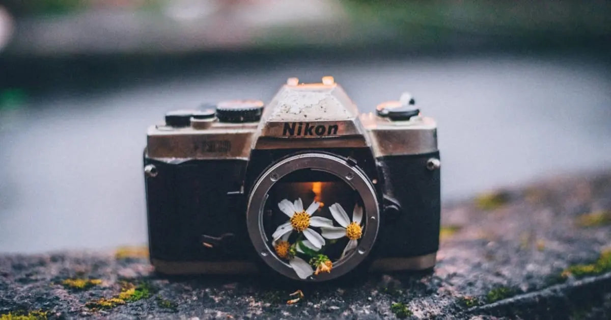 Blumen fotografieren – Tipps für schöne Blumenfotos mit dem Handy