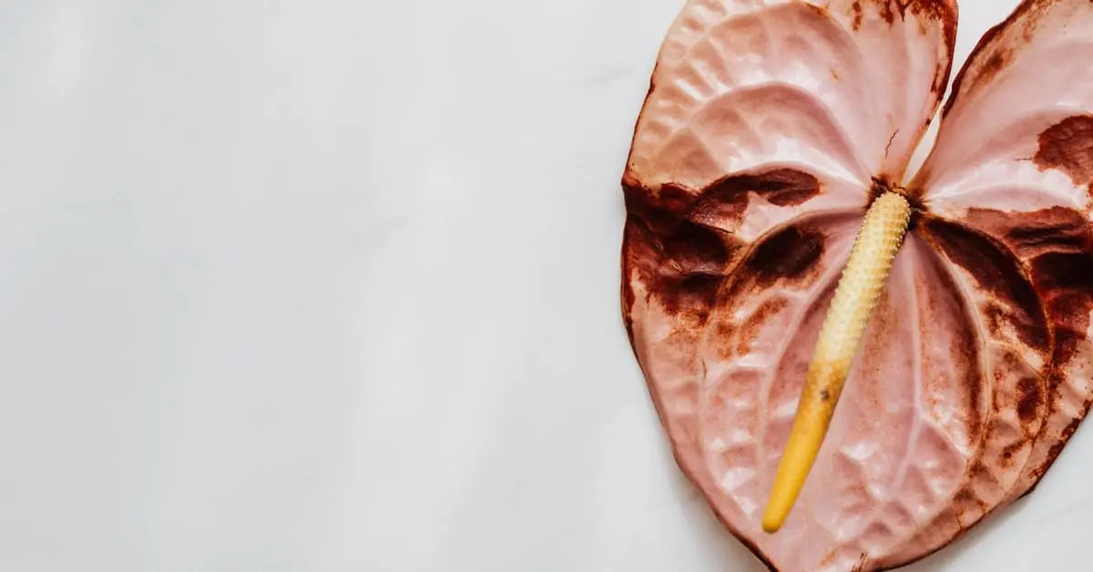 Blumen haltbar machen - Wachs, Glycerin, Haarspray und mehr | MoBlumen Wien