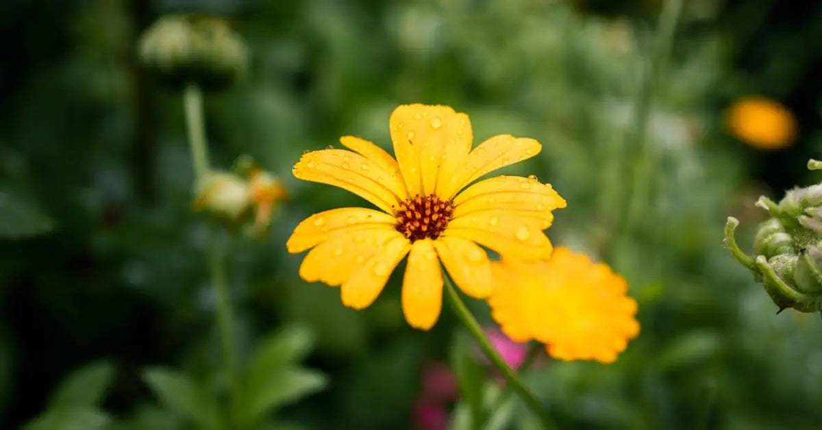 Sommerblumen – Welche Blumen blühen im Sommer und Pflege-Tipps