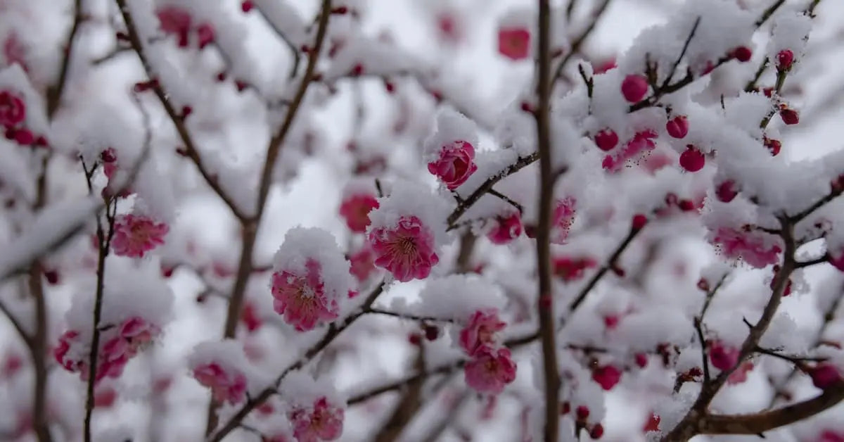Blumen im Winter – Welche Blumen blühen und was man beachten muss