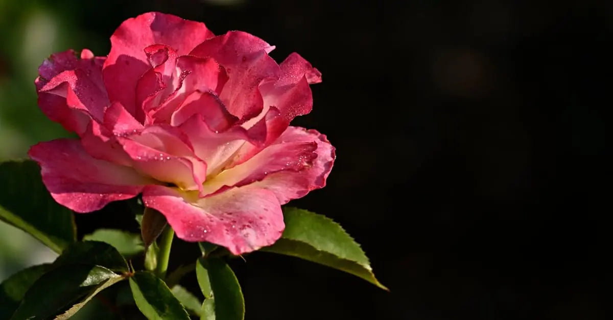 Blumen Saisonkalender – Welche Blumen gibt es wann in Österreich