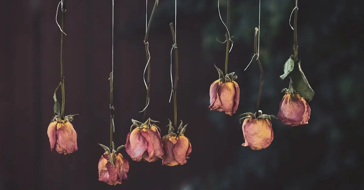 Blumen trocknen - Methoden, Tipps und welche Blumen sich eignen