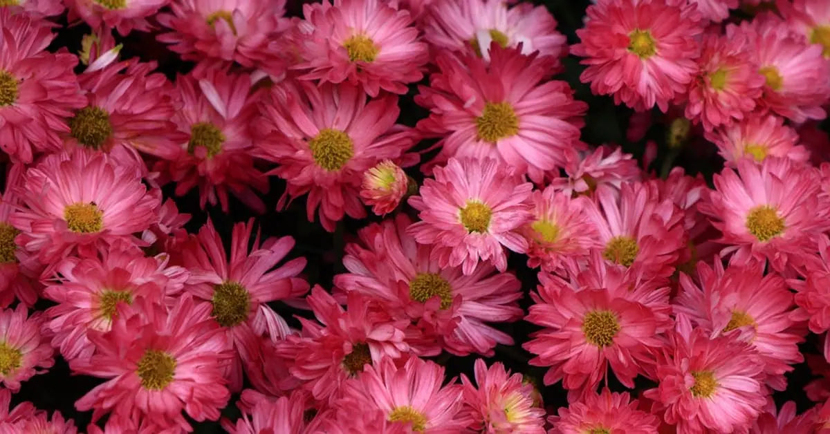 Chrysanthemen Pflege – Vase, Bedeutung, Allerheiligen & Kulturelle Tipps