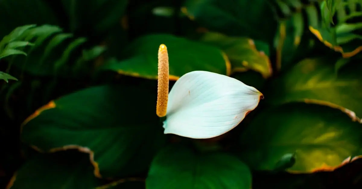 Einblatt-Pflege – Gießen, Standort, Blüte & Luftreinigung | MoBlumen Wien