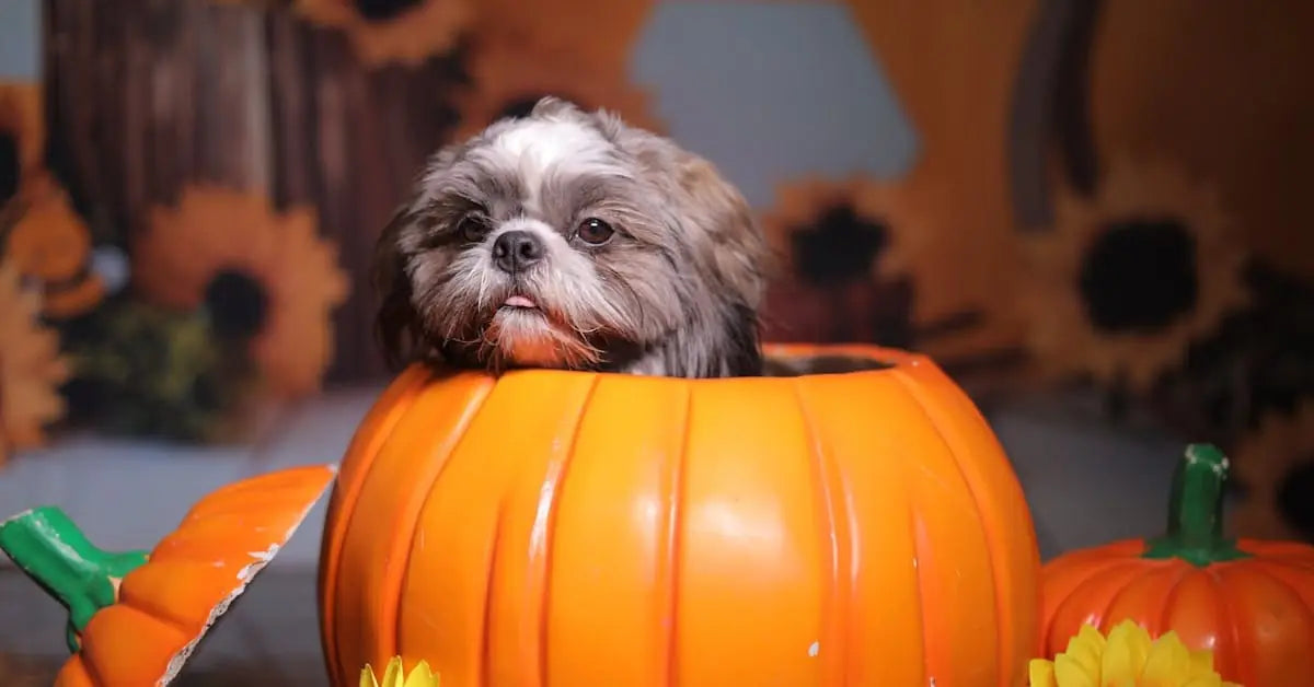 Erntedankfest in Österreich: Blumen & Herbstdeko