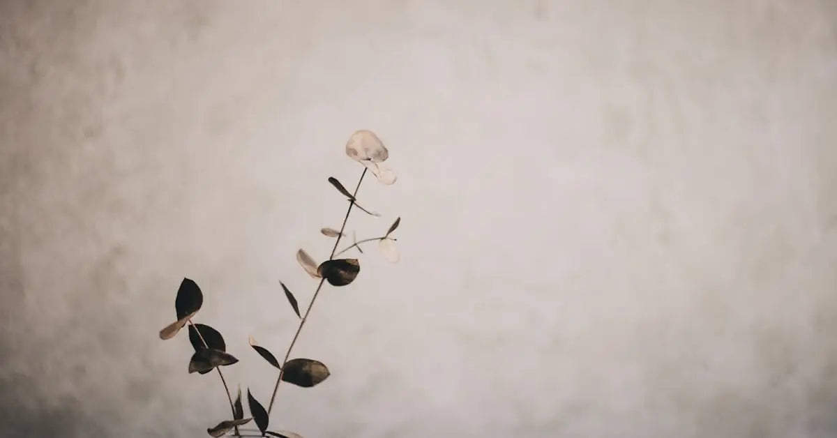 Eukalyptus – Trocknen, Deko-Ideen, Hochzeit & Pflege | MoBlumen Wien