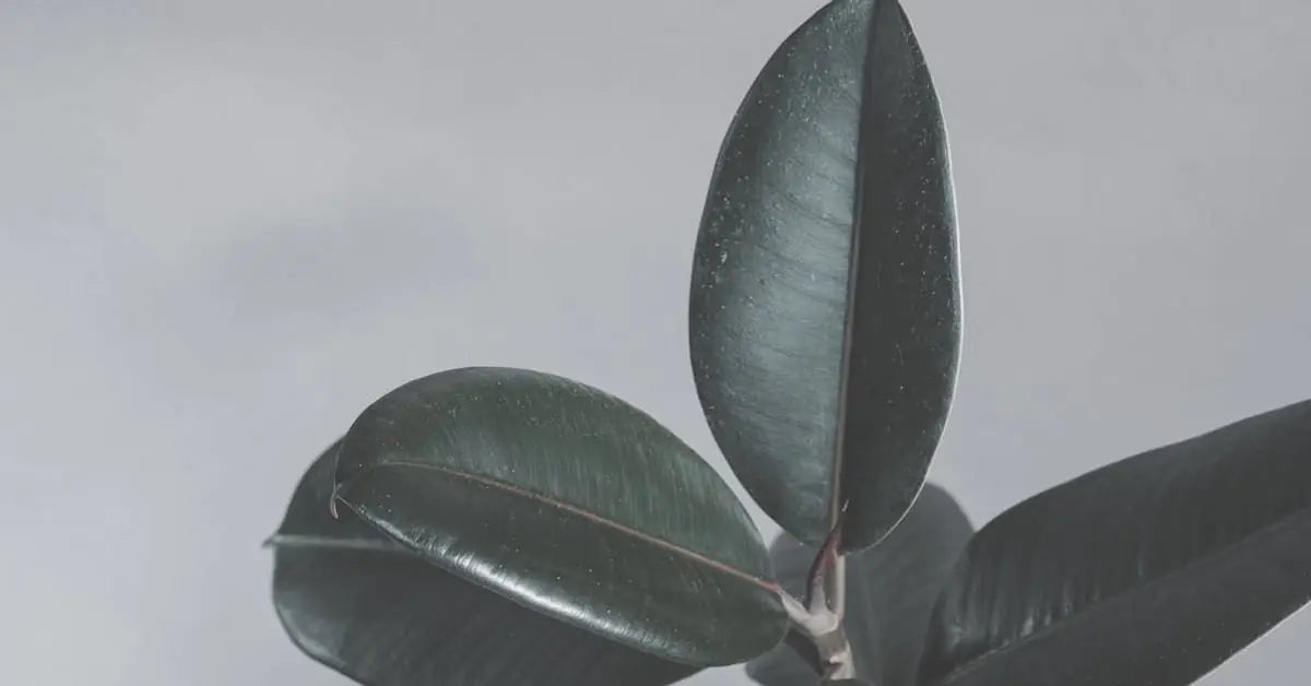 Ficuspflege – Gießen, Blattverlust, Standort & Sorten | MoBlumen Wien