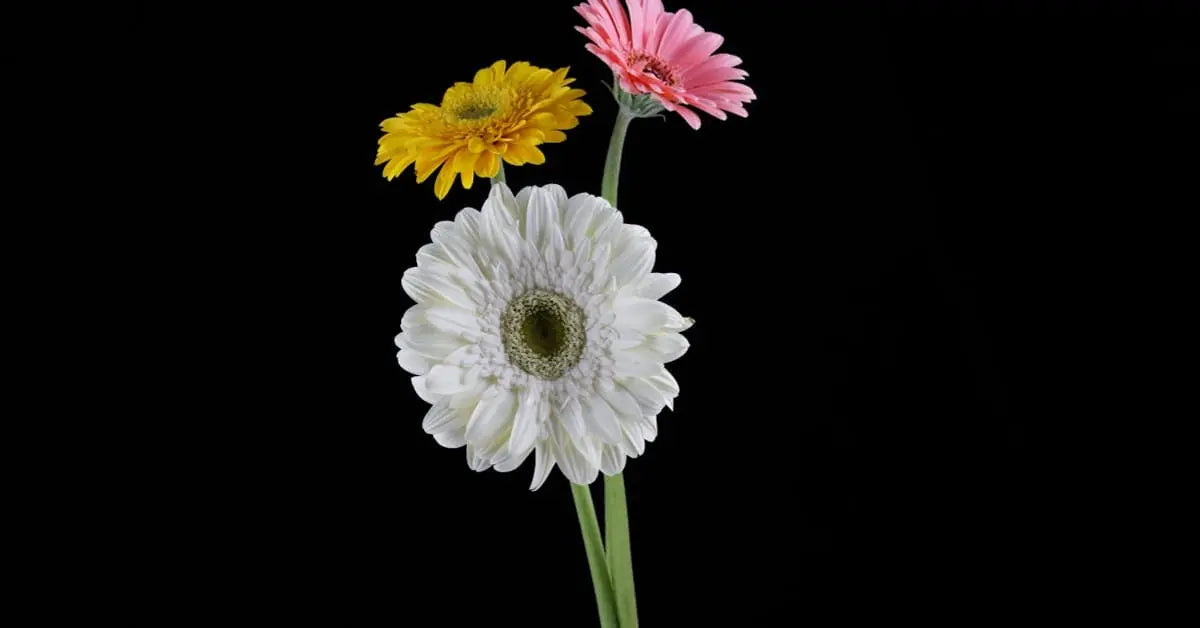 Gerbera Pflege – Vase, Bedeutung, Arten & warum die Stiele knicken