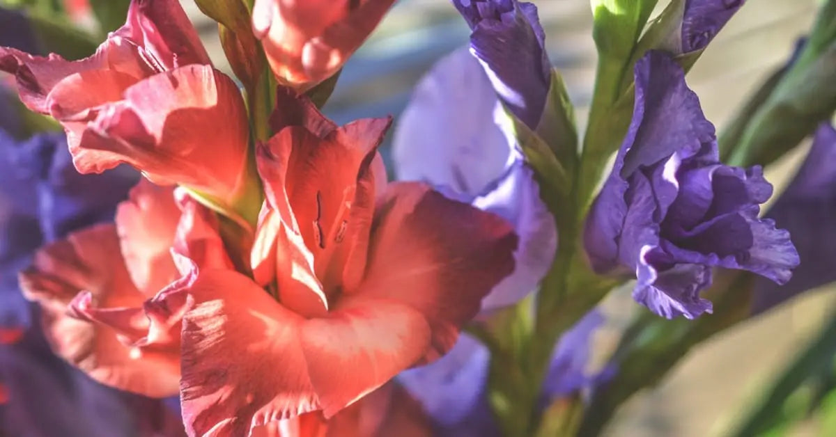 Gladiolenpflege – Vase, Pflanzen, Knollen & Bedeutung | MoBlumen Wien