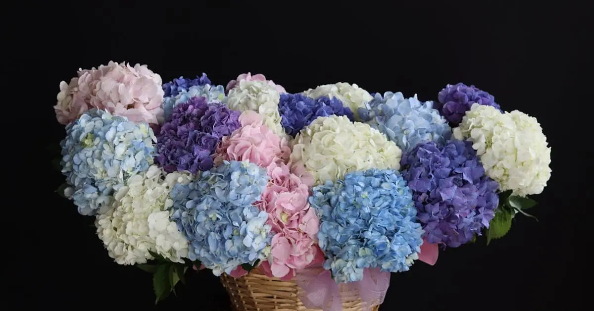 Hortensien Pflege – Schneiden, Trocknen, Farbe Ändern & Überwintern