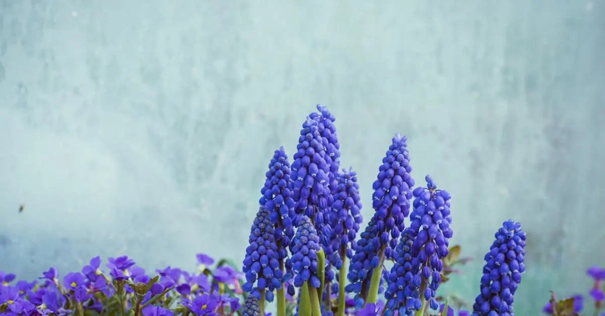 Hyazinthenpflege – Im Glas, Garten, Bedeutung & Duft | MoBlumen Wien