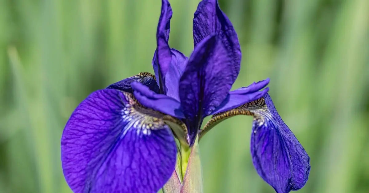 Irispflege – Vase, Bedeutung, Sorten & Gartentipps | MoBlumen Wien