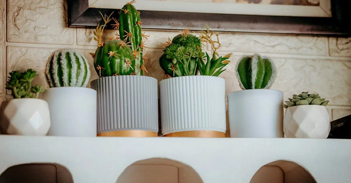 Kaktus-Pflege – Gießen, Umtopfen, Blüte & Anfänger-Tipps | MoBlumen Wien