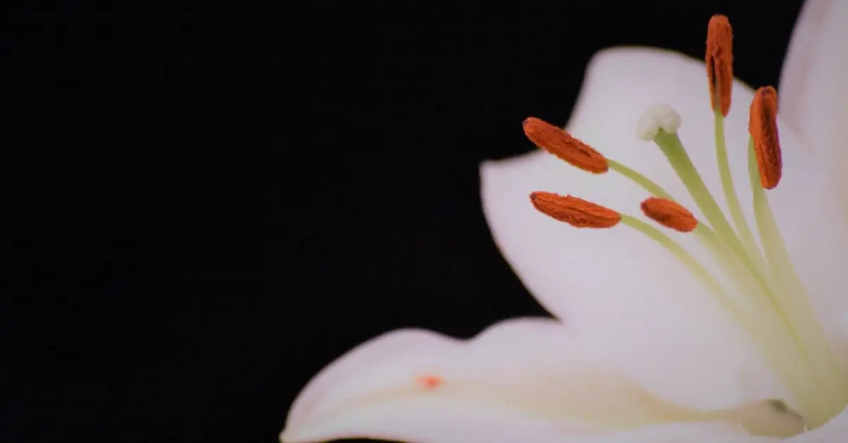 Lilien Pflege – Vase, Bedeutung, Arten & Warnung für Katzenbesitzer