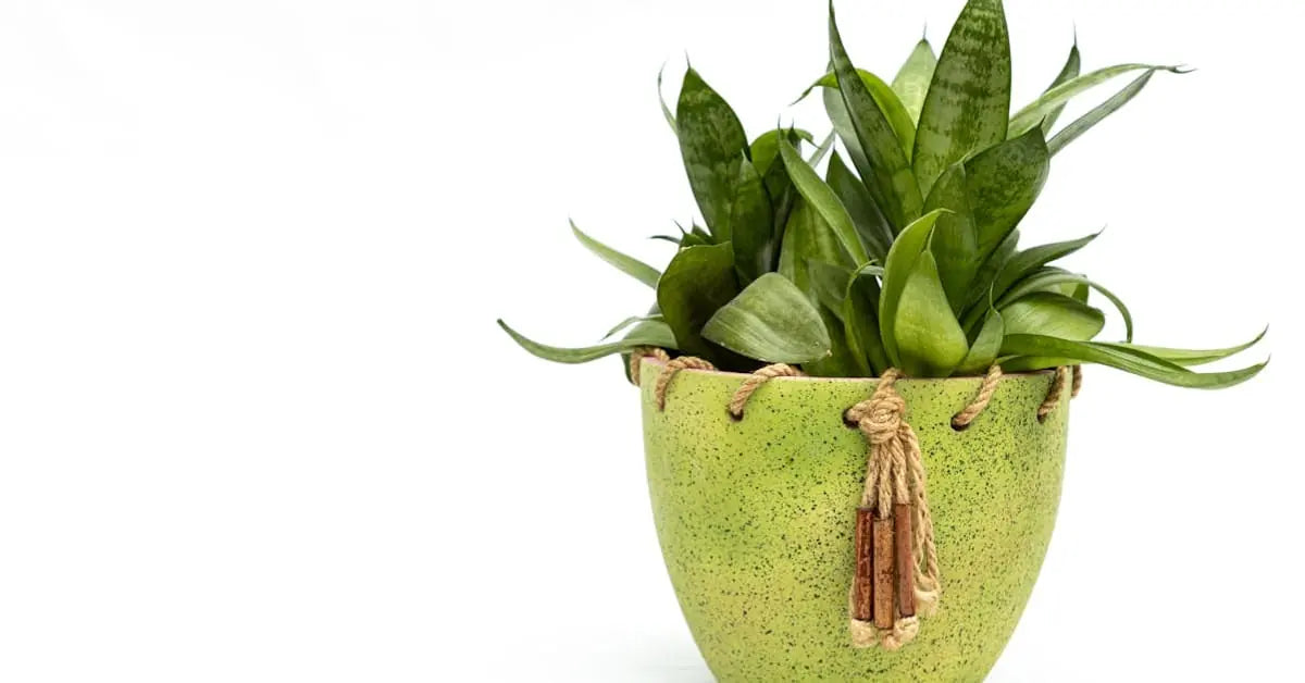 Luftreinigende Pflanzen - Welche wirklich helfen und NASA-Studie