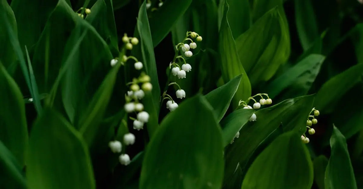 Maiglöckchen – Bedeutung, Giftigkeit, Pflege & Tradition | MoBlumen Wien