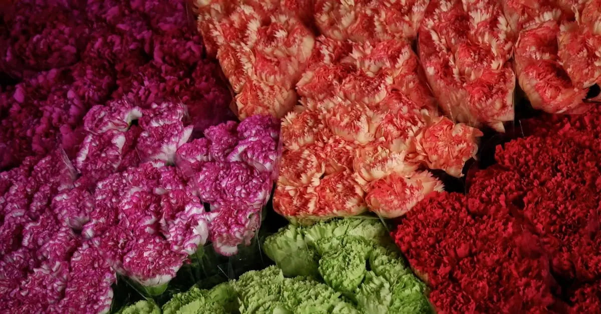 Nelken Pflege – Vase, Bedeutung, Haltbarkeit & Muttertag-Tradition