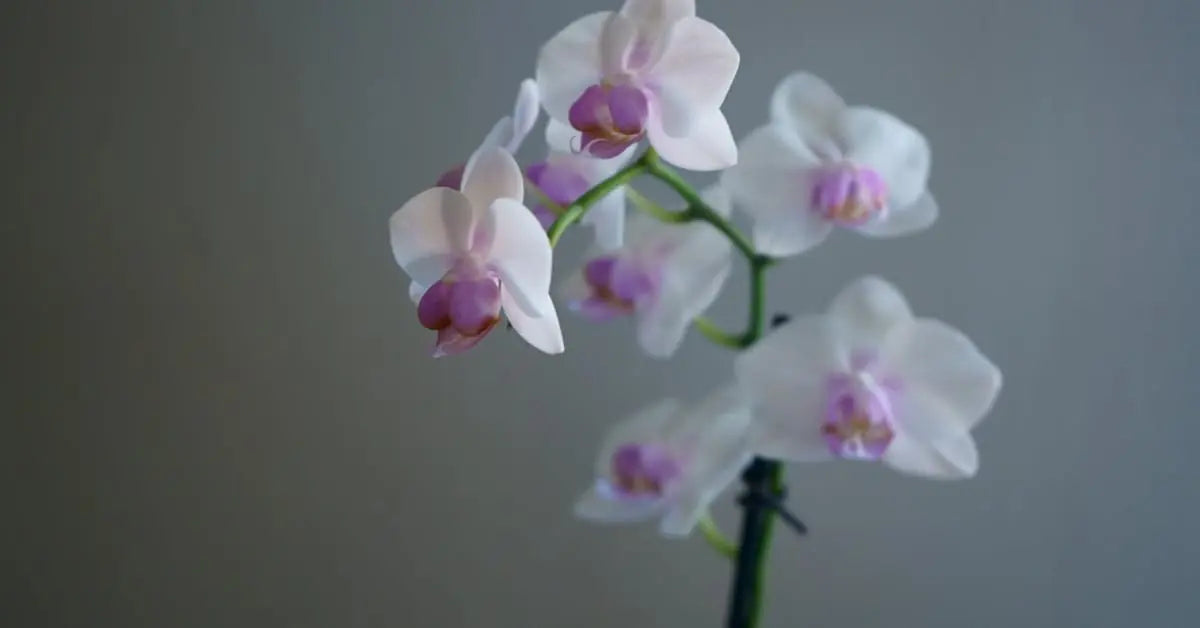 Orchideen Pflege – Gießen, Schneiden, Umtopfen & Standort | MoBlumen Wien