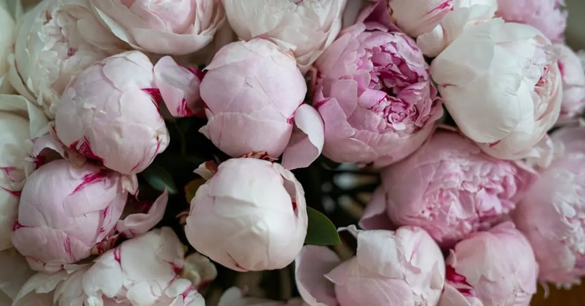 Pfingstrosen – Saison, Vase-Pflege & warum sie so begehrt sind