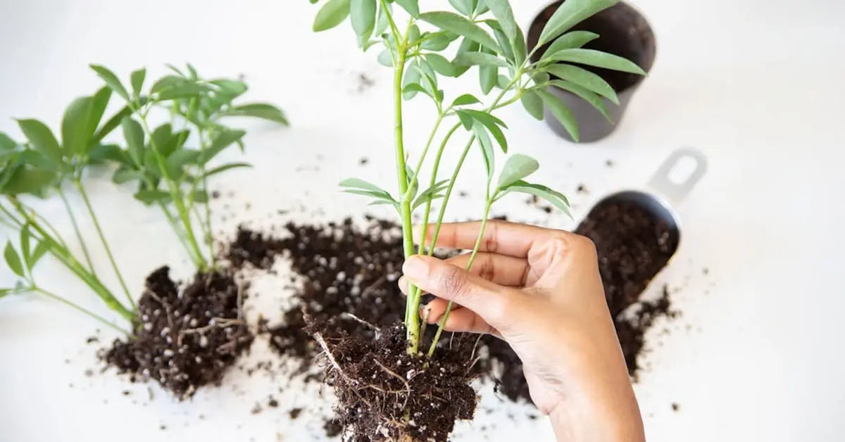 Pflanzen umtopfen – Wann, wie und welche Erde für welche Pflanze