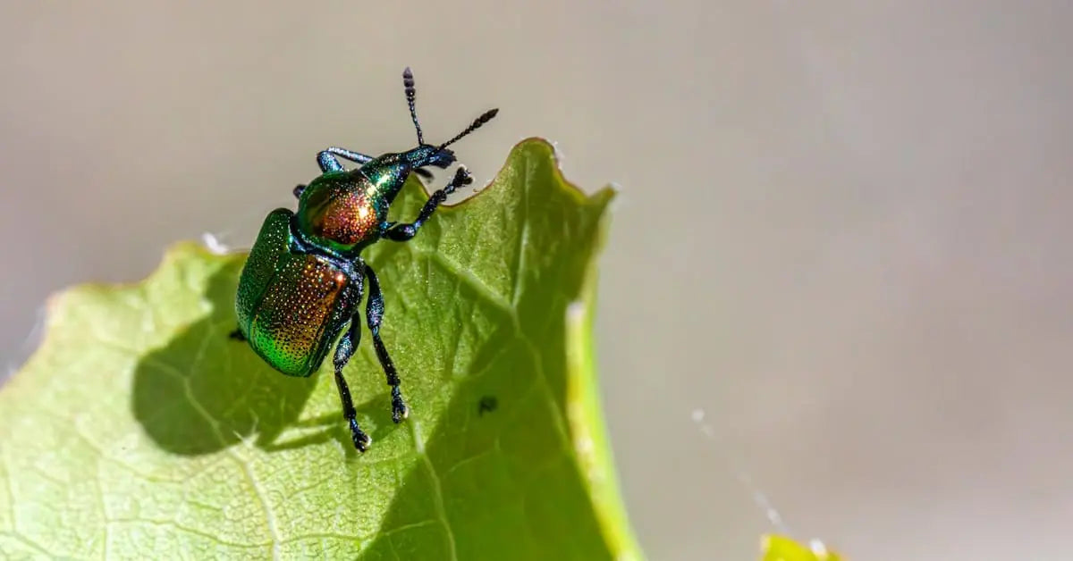 Pflanzenschädlinge erkennen und bekämpfen – Ratgeber vom Floristen