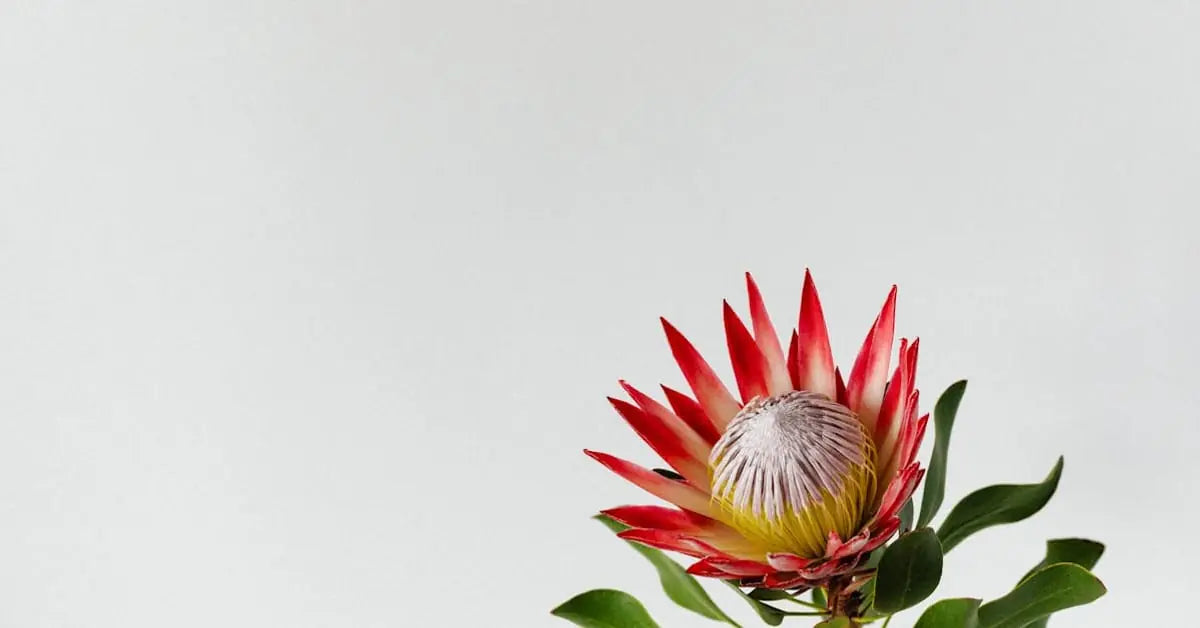 Protea – Pflege, Trocknen, Bedeutung & Deko-Ideen | MoBlumen Wien