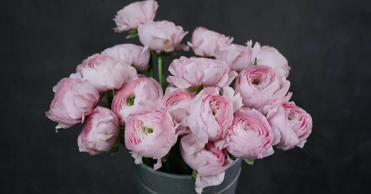 Ranunkeln Pflege – Vase, Saison, Bedeutung & Alternative zu Pfingstrosen
