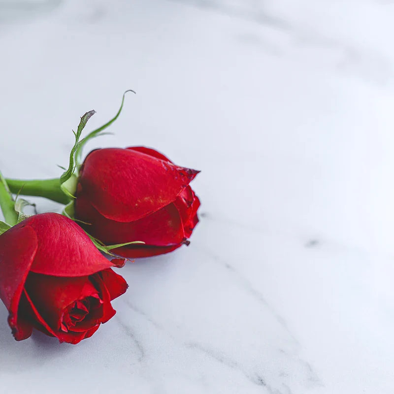 Rosen Pflege – Haltbarkeit, Schneiden & Bedeutung der Farben