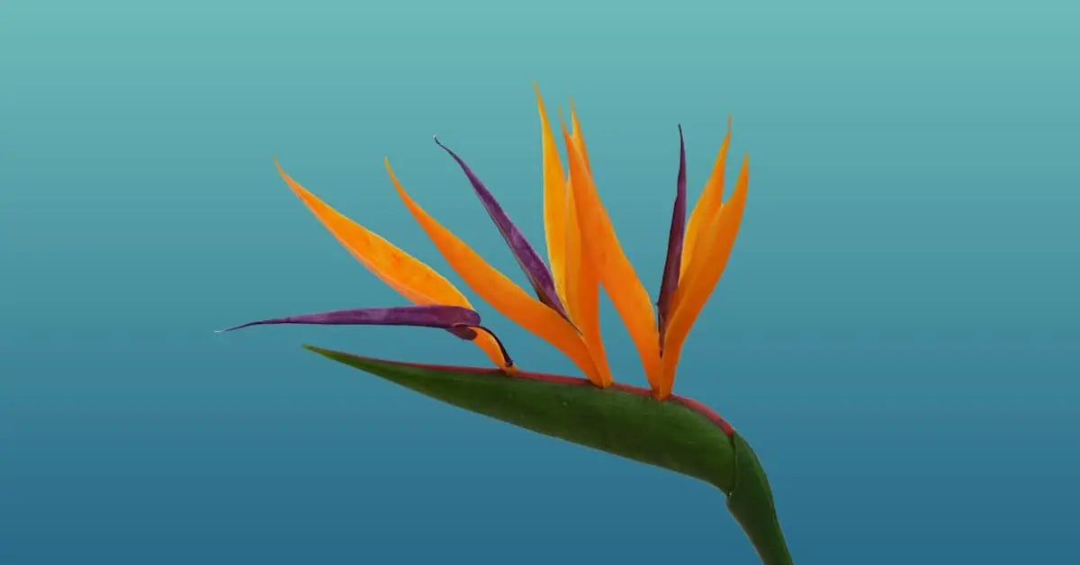 Strelitzienpflege – Standort, Blüte, Vase & Überwinterung | MoBlumen Wien