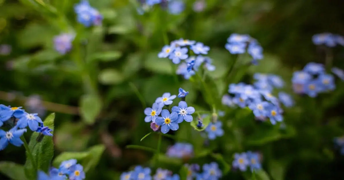Vergissmeinnicht – Bedeutung, Pflege, Aussaat & Symbolik | MoBlumen Wien