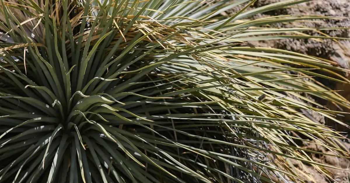 Yucca-Pflege – Gießen, Schneiden, Standort & braune Blätter | MoBlumen Wien